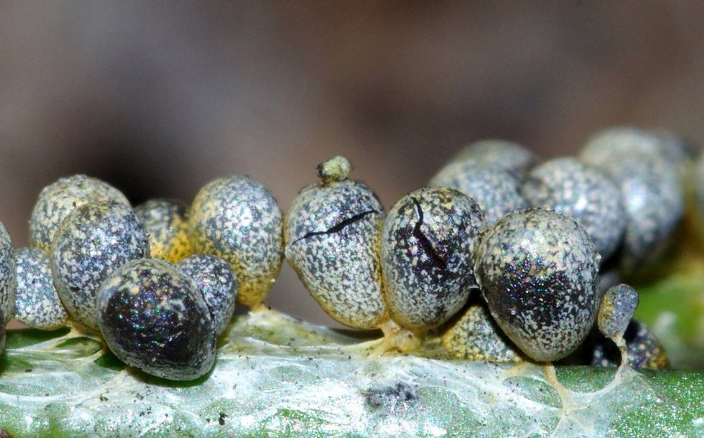 Physarum albescens